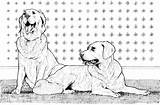 Golden Coloring Dog Pages Two Retreivers Retrievers Labrador Breed Supercoloring sketch template