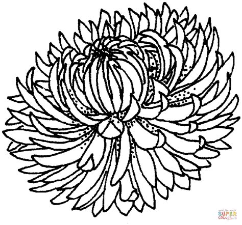chrysanthemum  coloring page  printable coloring pages