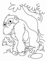 Gorilla Bokito sketch template