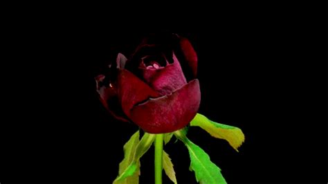 22 amazing roses animated s at best animations