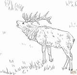 Coloring Elk Hunting sketch template