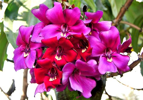 Photos Of Colombia Flowers Meriania Nobilis