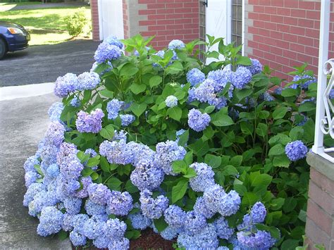 grow hydrangeas