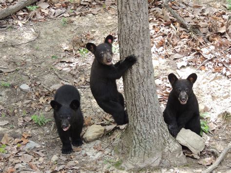 Black Bear Cubs Of 2015 The Wildlife Center Of Virginia