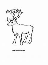 Rentier Rentiere Malvorlagen Rudolph Tiere sketch template