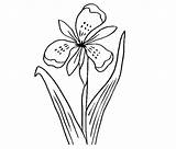 Flower Iris Coloring Drawing Pages Pdf Colouring Getdrawings sketch template
