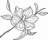 Magnolia Supercoloring sketch template