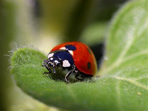 picture ladybug