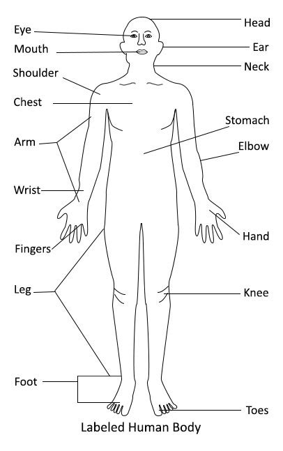 human body diagram human body diagram human body organs body diagram