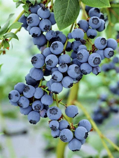 grow blueberries dreaming gardens