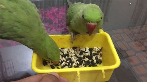 ringneck parrots eating sunflower seeds youtube