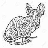 Cat Drawing Getdrawings Hairless Sphynx sketch template