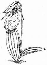 Botanical sketch template