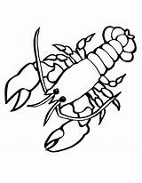 Lobster Coloring Crayfish Pages Drawing Cute Outline Sea Cartoon Crawfish Animal Animals Tattoo Clipart Printable Silhouette Sheets Kids Creatures Clipartmag sketch template