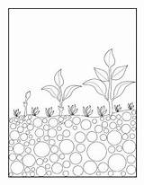 Seed Sprout Coloring Seeds Template Sprouting sketch template