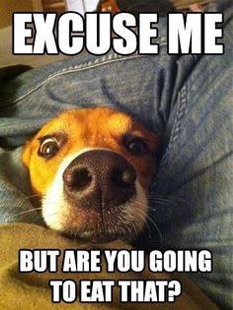 beagle owners    true dog quotes funny dog jokes funny dog pictures