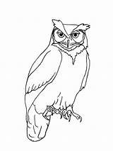 Horned Realistic Bird Owls Animalia sketch template