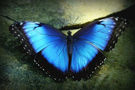 blue morpho butterfly morpho peleides david jetre