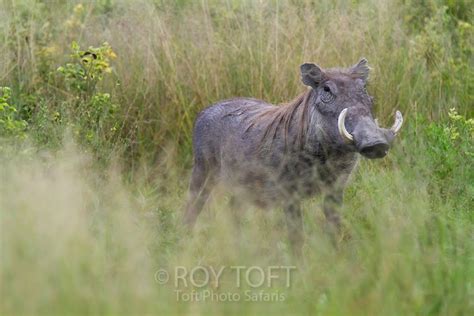 tps100329 mg 3200 roy toft photo safaris and gallery