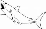 Coloring Pages Shark Great Sharks Hungry Nurse Printable Baby Marine Animals Colouring Drawing Animal Color Nonsensical Clipart Clipartbest Colorings Clipartmag sketch template