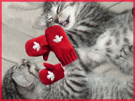 kittens wearing mittens eh happy cat funny cats kittens cutest