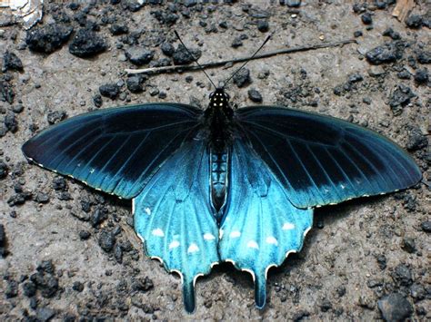 blue moth  photo  flickriver