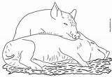 Pigs Sheets Everfreecoloring Coloriage Cochons Ferme sketch template