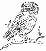 Owl Coloring Snowy Pages Color Animals Animal Sheet Printable Print Back sketch template