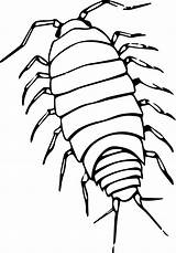 Isopod Clipart Pillbug Svg Insect Sowbug Transparent Bugs Bug Sow Designlooter 84kb Giant Background Clipground Big Drawings Webstockreview 1384 91kb sketch template