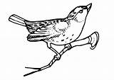 Bird Branch Coloring Vogel Kleurplaten Vogels Tekening Kleurplaat Tak Op Gratis Van sketch template
