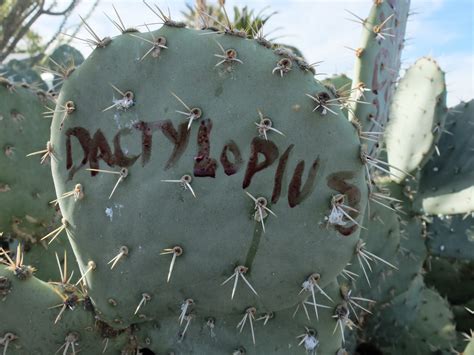 travelmarx dactylopius  cactus