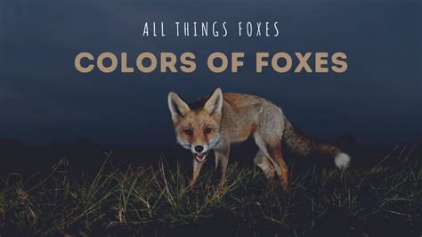 fox colors foxes colors  morphs youtube