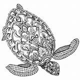 Turtles Coloring Tortoises Zentangle sketch template