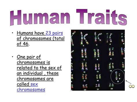 Ppt Humans Have 23 Pairs Of Chromosomes Total Of 46 Powerpoint
