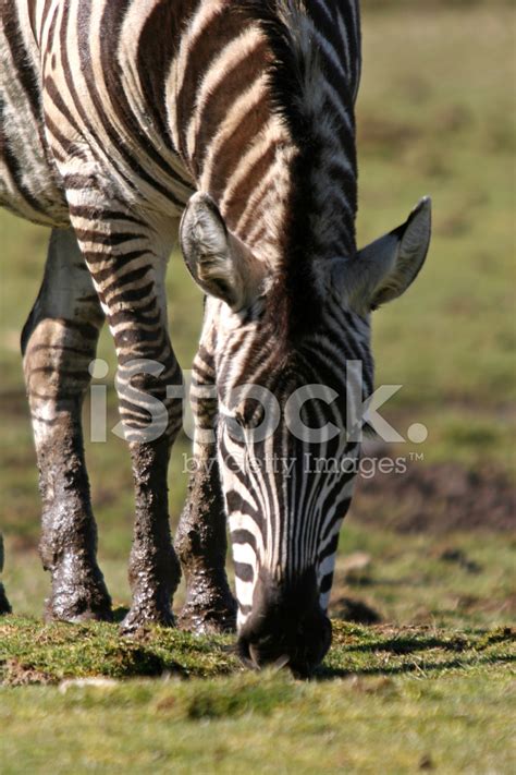 zebra grazing stock photo royalty  freeimages