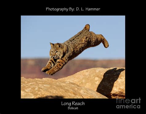 long reach photograph  dennis hammer pixels