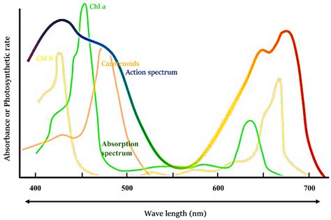 ijms  full text modulations  chlorophyll  fluorescence based  intensity