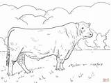 Supercoloring Bull Angus Cattle Cows Calf sketch template