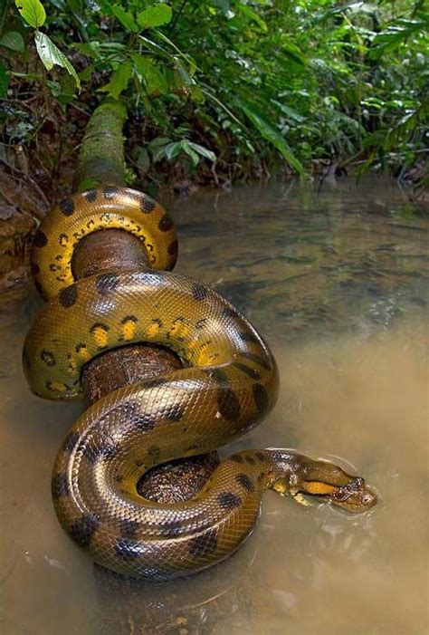 anaconda snake amazing pictures pinterest amazing pictures pictures  snakes