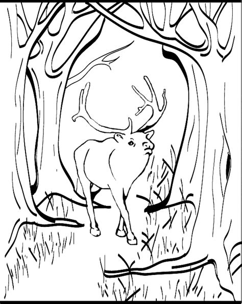 elk coloring page animals town  elk color sheet