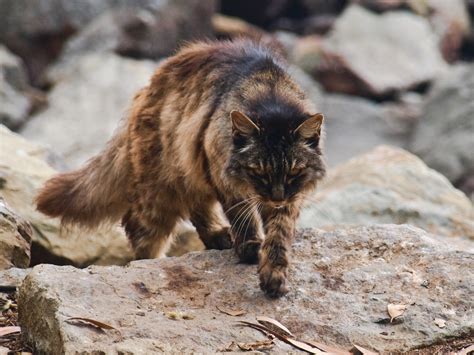 feral cats australia overrun  wild cats destroying endangered