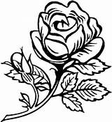 Bunga Putih Mawar Rosas Melati Clipartbest Visitar Koleksi Ros Colornimbus sketch template
