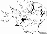 Elk Coloring Pages Head Drawing Deer Printable Moose Print Line Bull Easy Buck Clip Drawings Tailed Adult Clipart Face Hunting sketch template