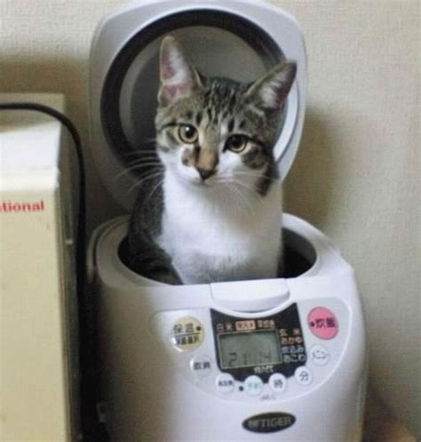 schrodinger s rice cooker the adventures of accordion