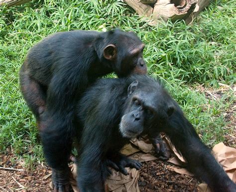 Chimpanzee Sex A Photo On Flickriver