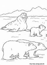 Polar Coloring Animals Pages Bear Little Getdrawings sketch template