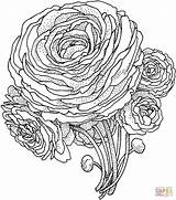 Flower Coloring Pages Peony Flowers Realistic Printable Color Advanced Larkspur Beautiful Colouring Peonies Print Adults Supercoloring Getdrawings Version Click Gif sketch template