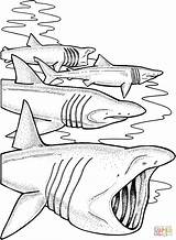 Squalo Elefante Requin Tiburones Basking Sharks Coloriage Jaws Squali Dessin Coloriages Stampare Disegnare Martello Disegnidacolorare sketch template