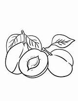 Plum Coloring Pages Clipart Fruit Colouring Color Printable Sheets Para Tree Food Drawings Fruits Outline Books Template Drawing Adults Coloringcafe sketch template