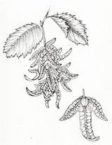 Hornbeam Betula Carpinus Winged Harper sketch template